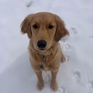 Meet your Posher, Abby